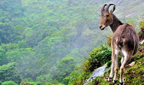 Eravikulam National Park