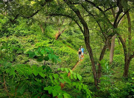 Kerala Jungle Petrol