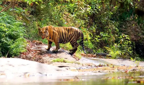 Parambikulam Wildlife Sanctuary