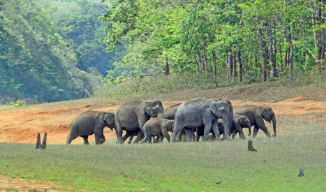 Periyar Wildlife Sanctuary