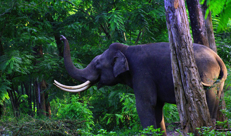 Wayanad Wildlife Sanctuary