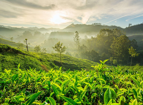 Munnar