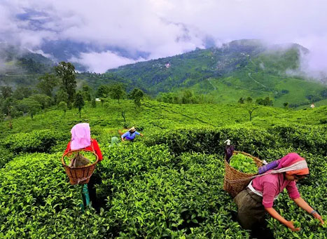 Munnar